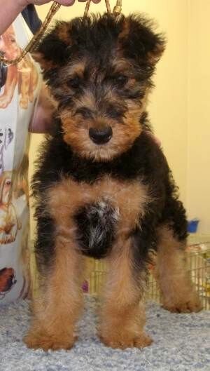Airedale Terrier Puppies Airedale Terrier Puppies All Dog Breed And Photos