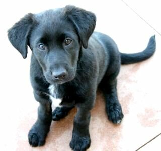 Beagle Border Collie Lab Mix The Little Mrs McCormick Puppy Hungry