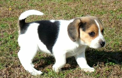 Beagle Dog Mix BEAGLE PUPPY Flickr Photo Sharing