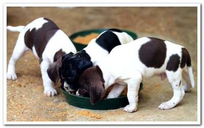best dog food for puppies with diarrhea