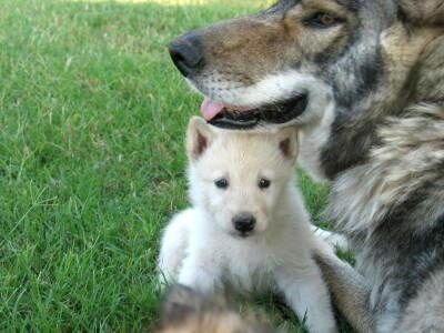 Black German Shepherd Wolf Mix Puppies Carol39s Wolf Dog Den39s Puppies