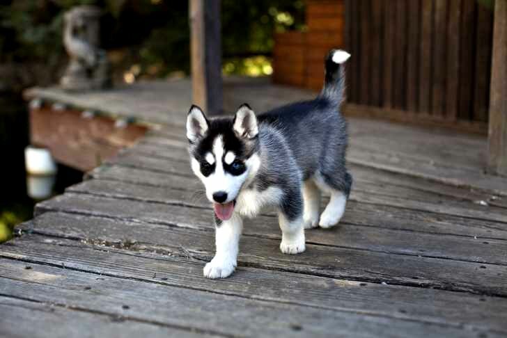 Black Husky Puppies With Blue Eyes Black And White Husky Puppy With Blue Eyes 365 Funny Pics