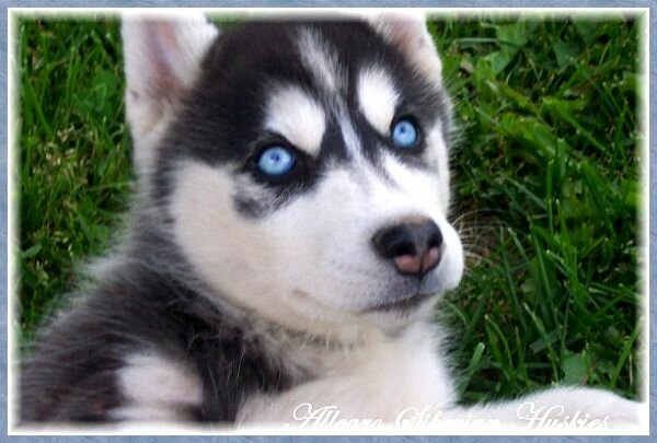 Black Siberian Husky Puppy With Blue Eyes Allegro Siberian Huskies Siberian Husky Puppies