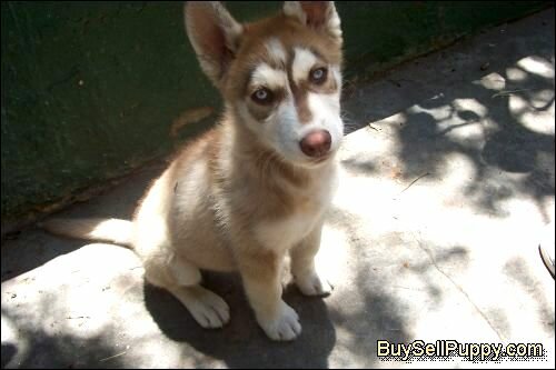 Brown Siberian Husky Puppies With Blue Eyes Siberian Husky 3 12 Months Old Male For Sale 500 OBO In San Diego
