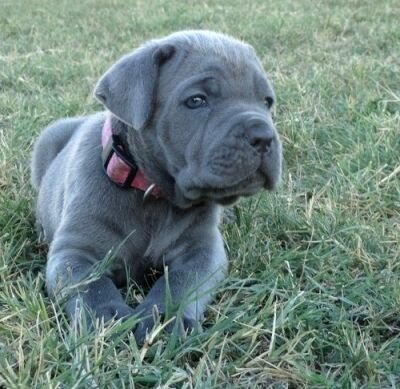 Grey Boxer Puppies Blue And Grey Neapolitan Mastiff Puppies All Puppies Pictures