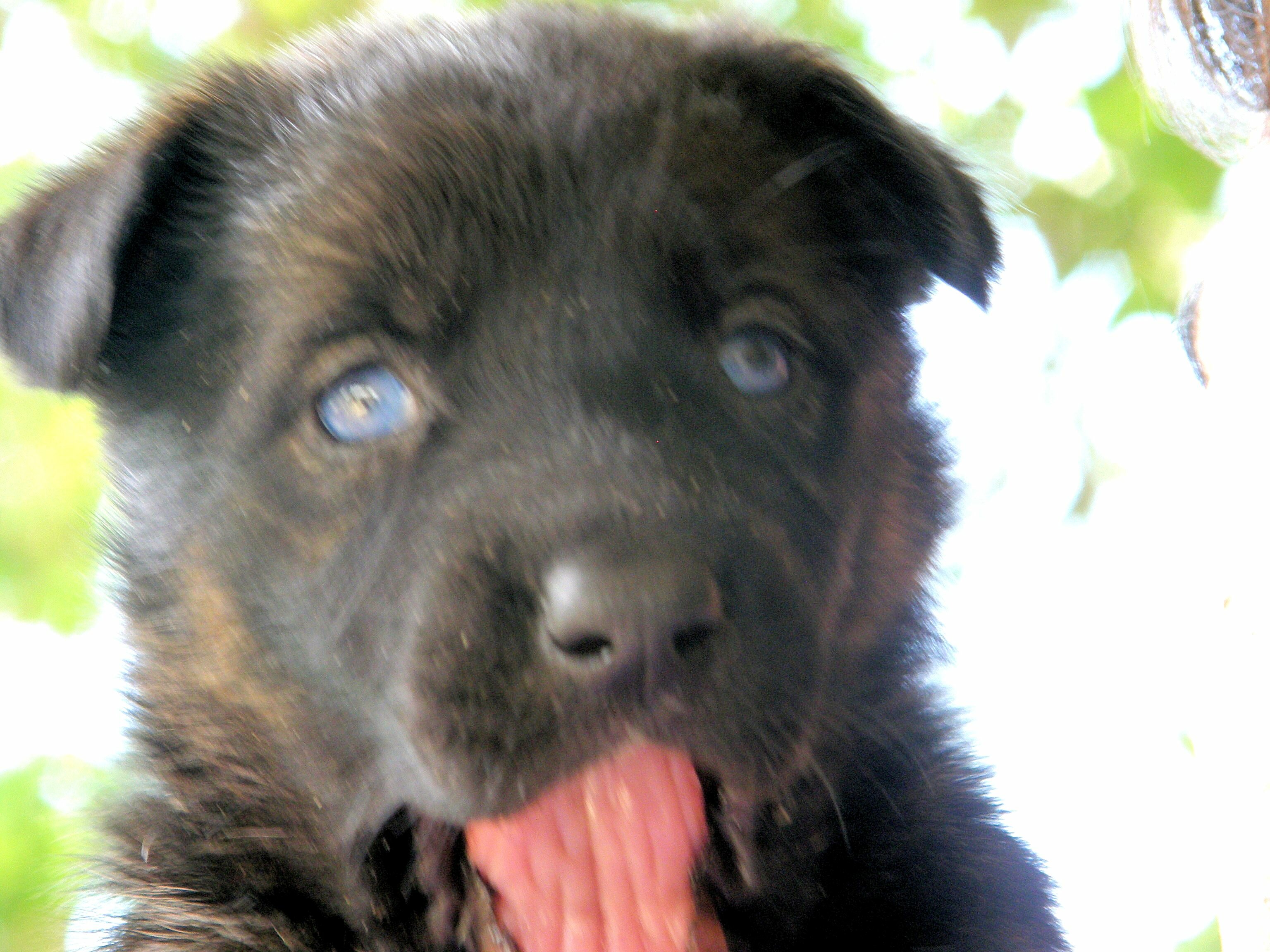 Pitbull And German Shepherd Mix Puppies Golden Retriever Australian Shepherd