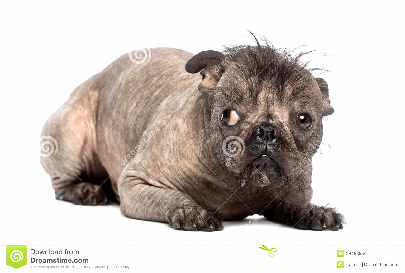 Poodle Bulldog Mix Breed Hairless Mixed Breed Dog
