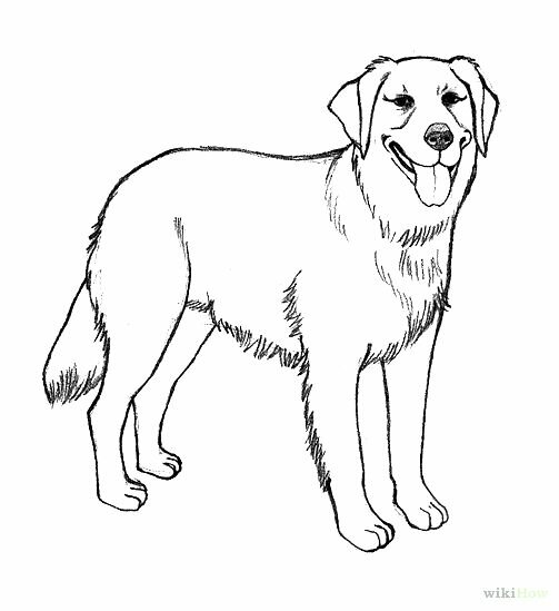 Realistic Golden Retriever Coloring Pages How To Draw A Golden Retriever 7 Steps With Pictures WikiHow