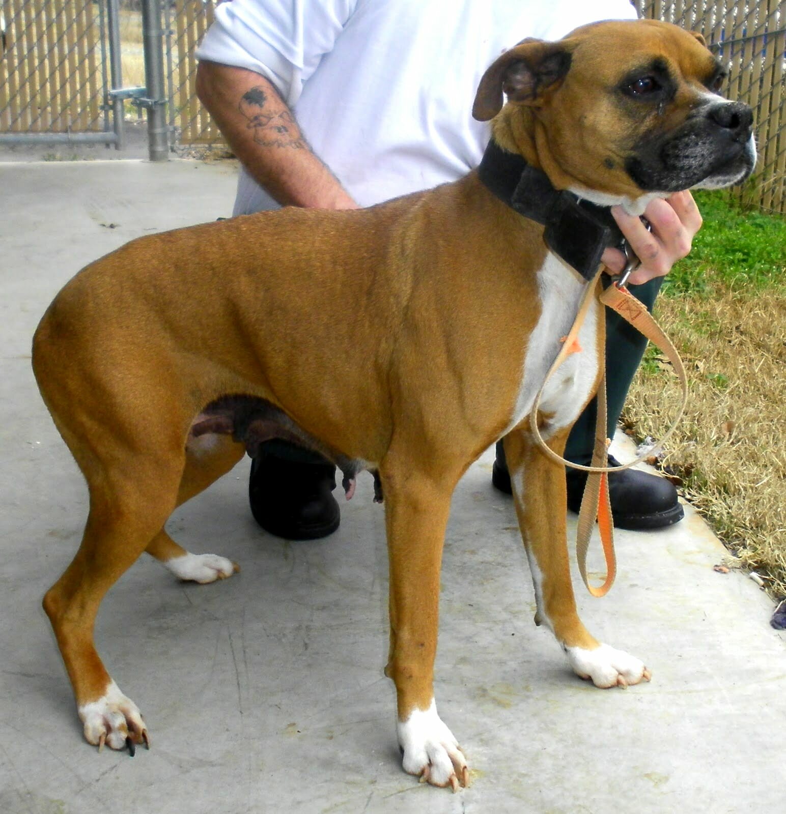 Staffordshire Bull Terrier Boxer Mix Deaf Animals Lincolnton NC Boxer And His Mate In Kill Shelter
